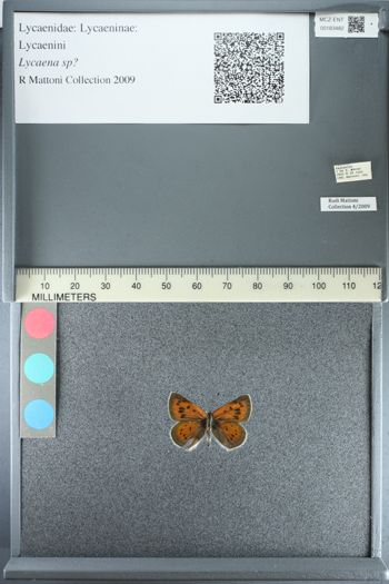 Media type: image;   Entomology 183482